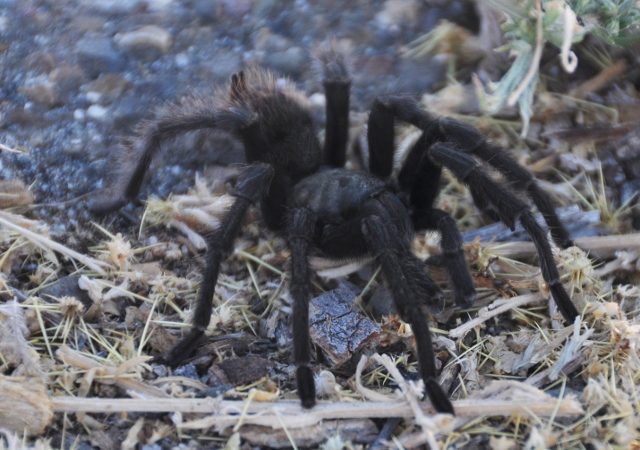 tarantula
